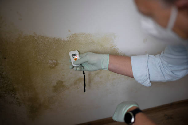 Best Mold Testing and Inspection Services in Jasmine Estates, FL