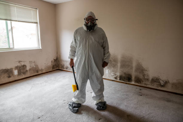 Best Residential Mold Remediation in Jasmine Estates, FL