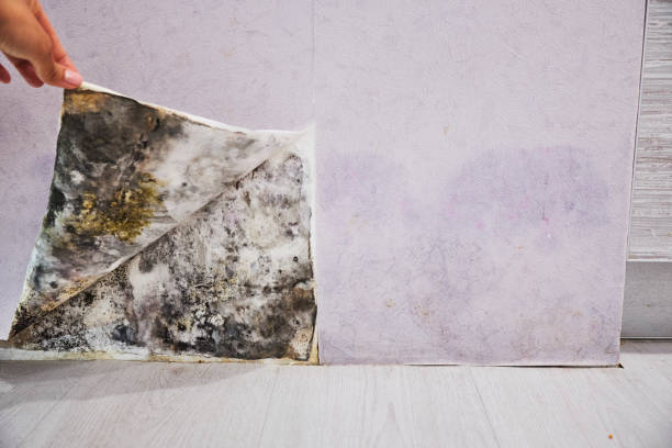 Jasmine Estates, FL Mold Remediation Company